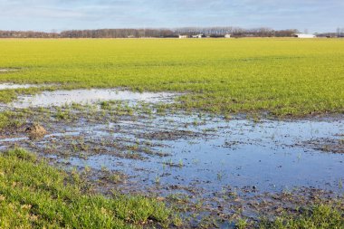 Yağmur sonrası su birikintileri olan Hollanda tarım arazisi