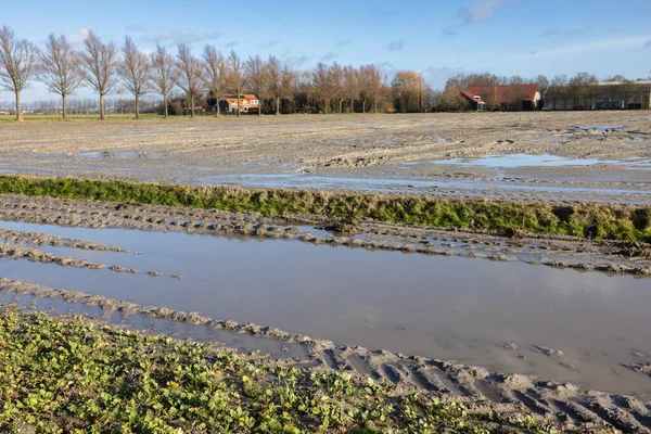 雨のシャワー後の水プールとオランダの農業風景 — ストック写真