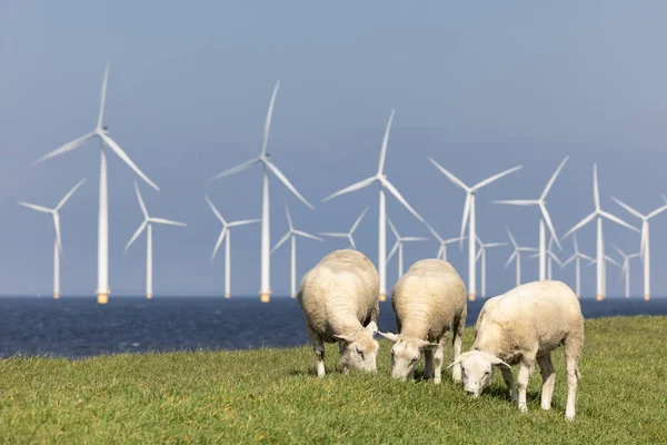 Holandská hráz podél Ithe Selmeer s větrnými turbínami a ovcemi — Stock fotografie
