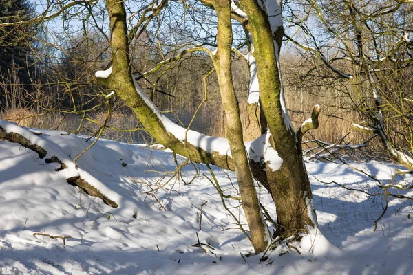 Bosque holandés cubierto de nieve con sol durante el invierno —  Fotos de Stock
