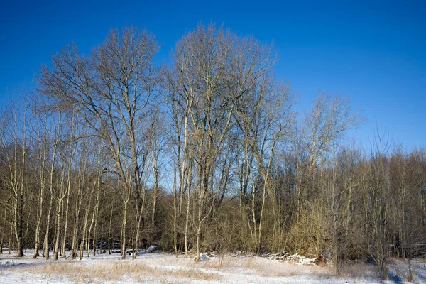 Floresta holandesa coberta de neve com sol durante o inverno — Fotografia de Stock