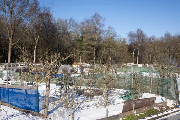 Schrebergarten am Waldrand mit Schnee bedeckt — Stockfoto