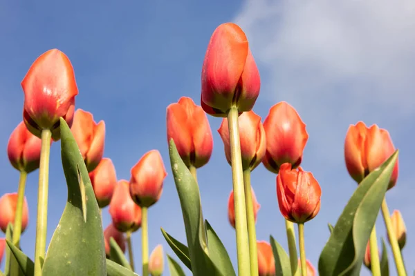 Vista inferiore tulipani arancioni rivolti verso un cielo blu — Foto Stock