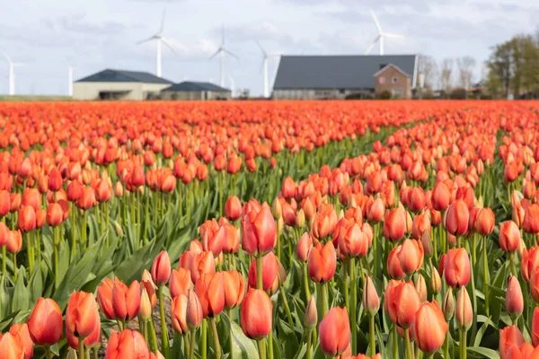 Nederländska orange tulpanfält med bondgård och vindkraftverk — Stockfoto