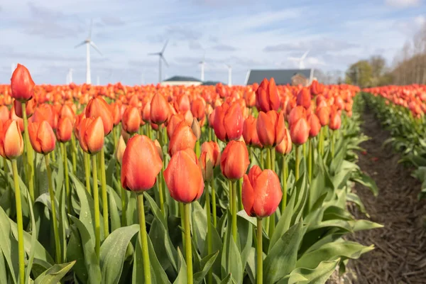 Hollandsk orange tulipan felt med bondegård og vindmøller - Stock-foto