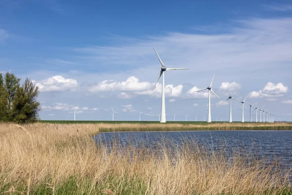 Dutch national park with canebrake, lake and wind turbines — Stock Photo, Image