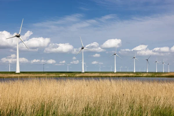 Parco nazionale olandese con canebrake, lago e turbine eoliche — Foto Stock