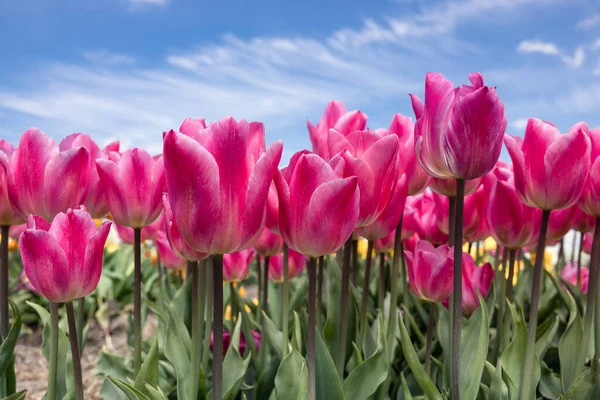 Tulipas roxas campo holandês com nuvens wispy no céu azul — Fotografia de Stock