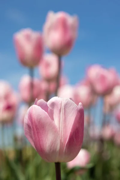 Holandské pole fialové tulipány s bílými mraky na modré obloze — Stock fotografie