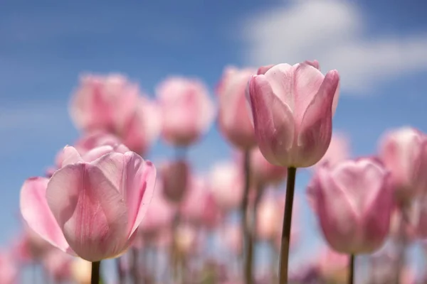 Holandské pole fialové tulipány s bílými mraky na modré obloze — Stock fotografie