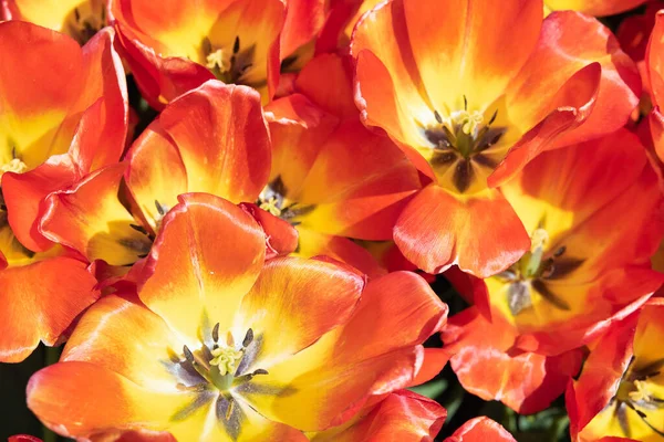 Campo de vista superior tulipanes naranjas en los Países Bajos —  Fotos de Stock