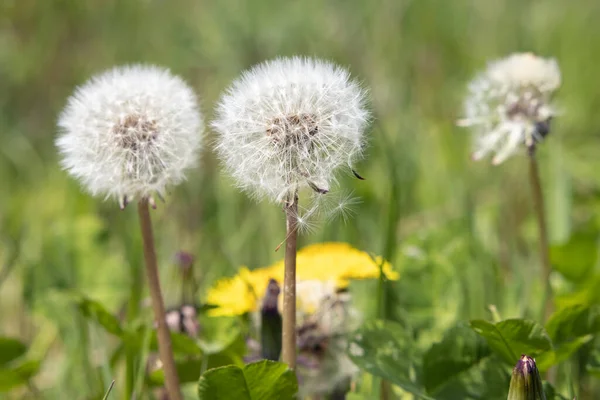 Three white dandelion blowballs in meadow field — Stock Photo, Image