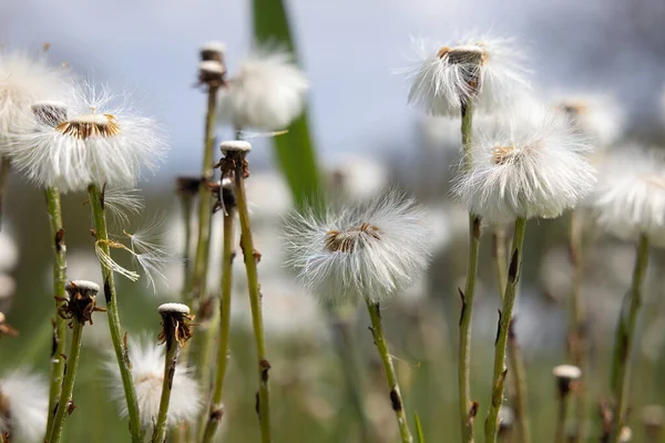 Dente di leone bianco pompini nel campo prato — Foto Stock