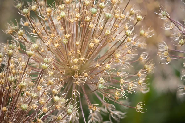 Detalle de pila de enfoque de la flor Allium Globemaster con fondo borroso — Foto de Stock