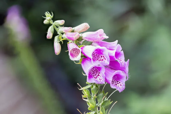 Foco empilhar detalhe da flor Digitalis com fundo borrado — Fotografia de Stock