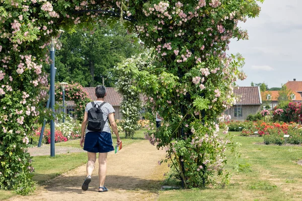 在荷兰公共花园欣赏美丽玫瑰的女人 — 图库照片