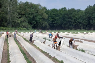 Mevsimlik işçilerle kuşkonmaz yetiştirmek hasat yapmakla meşguldür.