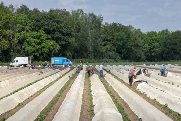 Culture d'asperges avec des travailleurs saisonniers occupés à la récolte — Photo