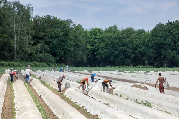 Culture d'asperges avec des travailleurs saisonniers occupés à la récolte — Photo
