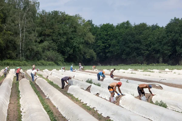 Mevsimlik işçilerle kuşkonmaz yetiştirmek hasat yapmakla meşguldür. — Stok fotoğraf