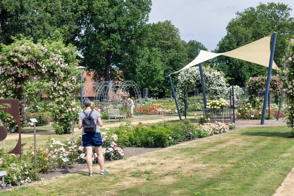 Lottum Netherlands June 2021 Woman Wondering Beautiful Roses Public Garden — Stock Photo, Image