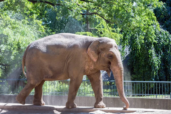 Ελέφαντας ρίχνει σκόνη στην πλάτη του για την προστασία από τον ήλιο — Φωτογραφία Αρχείου