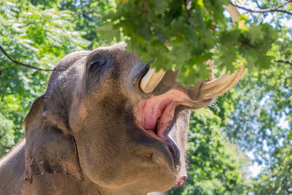 Elefante recogiendo hojas de un árbol con su tronco —  Fotos de Stock