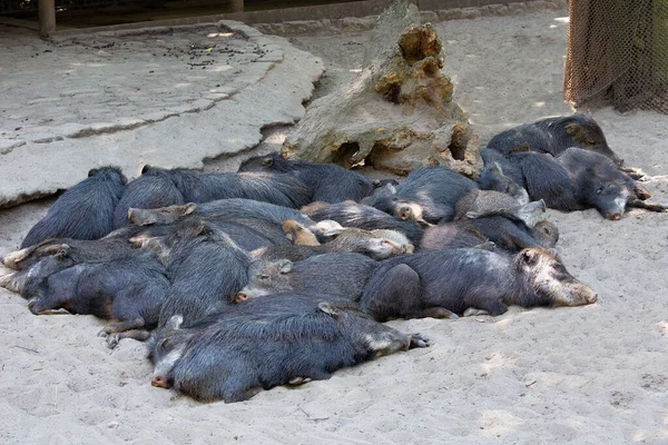 Manada de cerdos barbudos borneanos descansando juntos en un día soleado —  Fotos de Stock