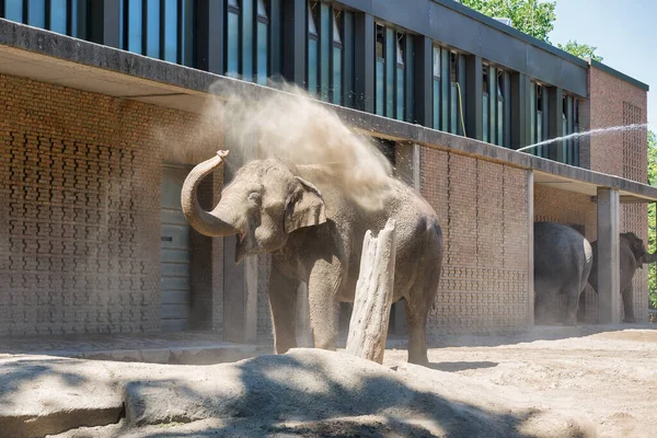 Ελέφαντας ρίχνει σκόνη στην πλάτη του για την προστασία από τον ήλιο — Φωτογραφία Αρχείου