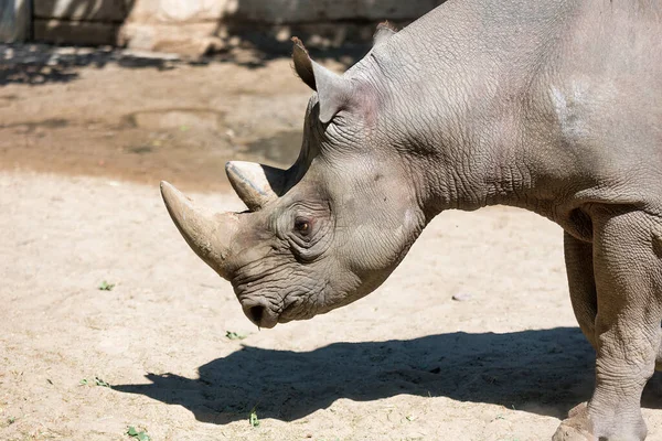 Nashorn im Berliner Zoo bei sonnigem Tag — Stockfoto