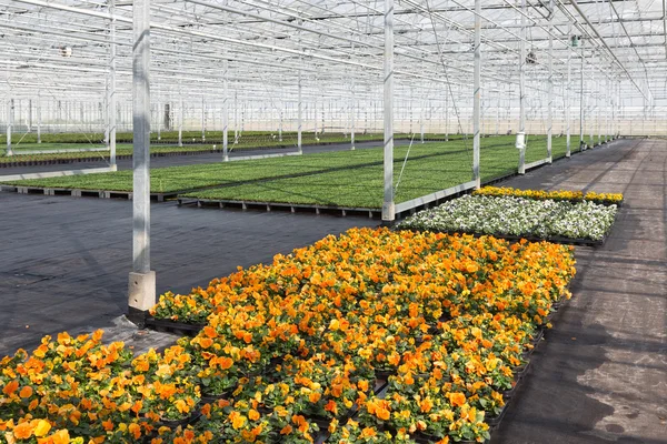 Cultivation of colorful violets in a Dutch greenhouse — Stock Photo, Image