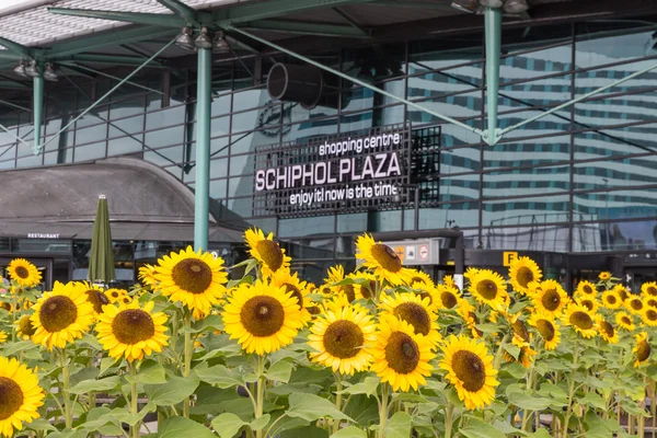 Sunflowers in front of a shopping centre at the airport of Amsterdam — Stock Photo, Image
