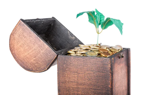 Wooden money chest filled with coins and a money tree — Stock Photo, Image
