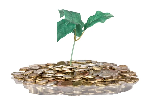 Pile of coins with money tree isolated at a white background — Stock Photo, Image