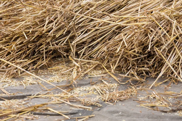 Céréales dans une aire de battage — Photo