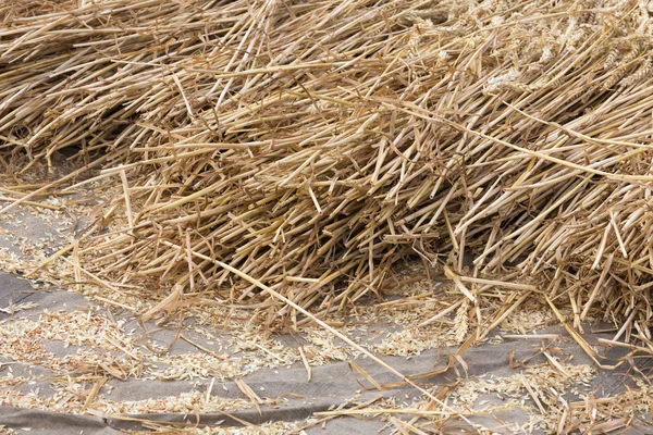 Cereals at a threshing floor — Stock Photo, Image