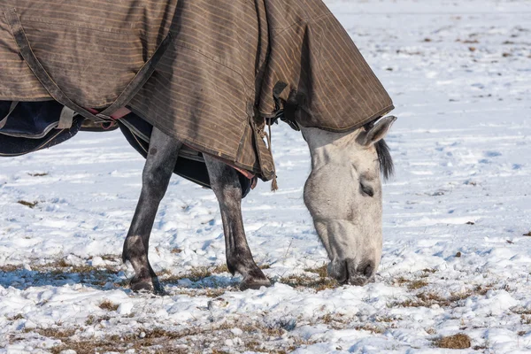 Pferd mit Decke weidet auf einer verschneiten Weide — Stockfoto