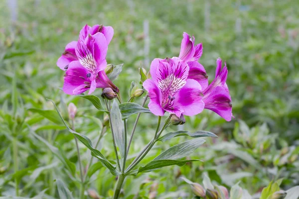 Purple bloei alstroemeria in Nederlandse kas — Stockfoto