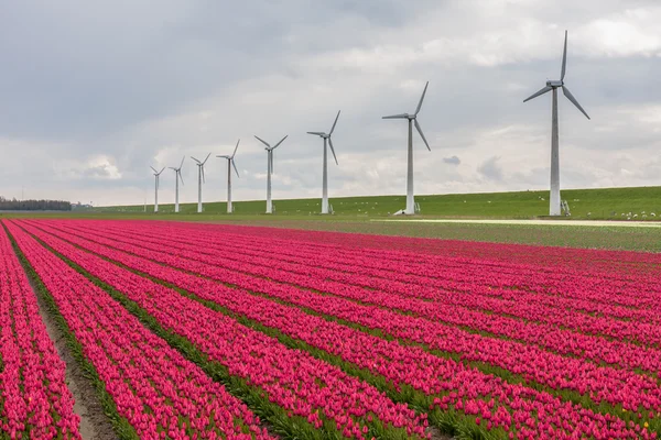 Голландское тюльпановое поле с длинным рядом ветряных турбин — стоковое фото