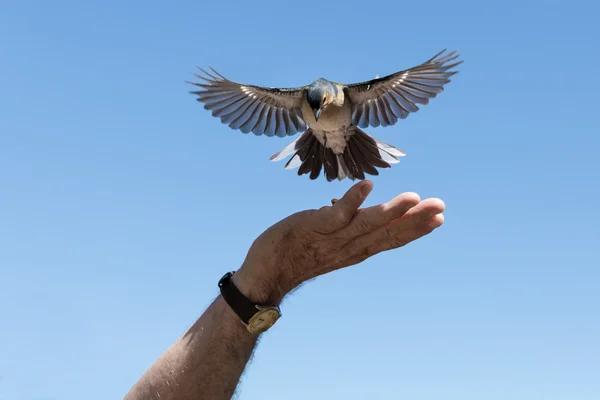 Kleiner Vogel pflückt Erdnüsse aus männlicher Hand — Stockfoto