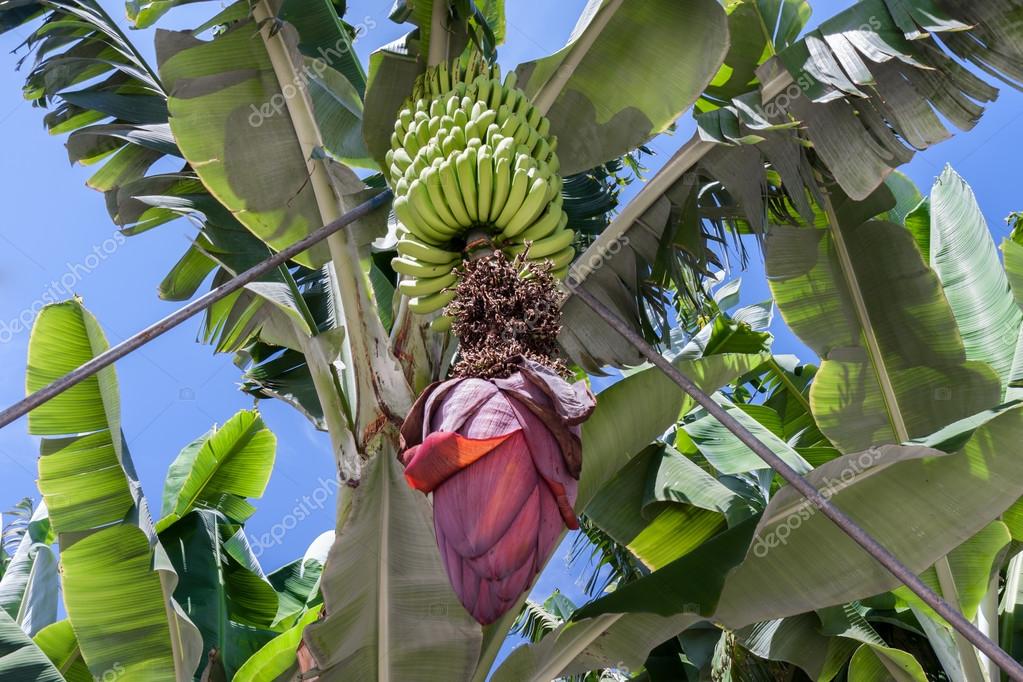 Banana plantation at La Palma, Canary Islands Stock Photo by ©kruwt