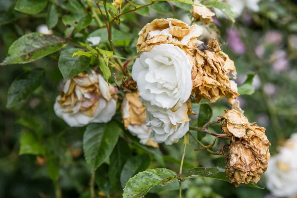 Rosas brancas murchas no final do verão — Fotografia de Stock