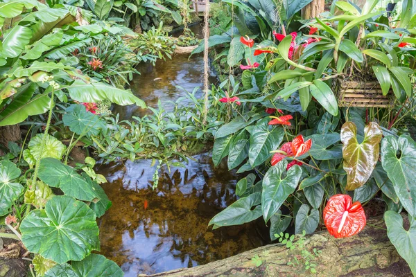 Botanische tuin met kleine kreek en flamingo bloemen — Stockfoto