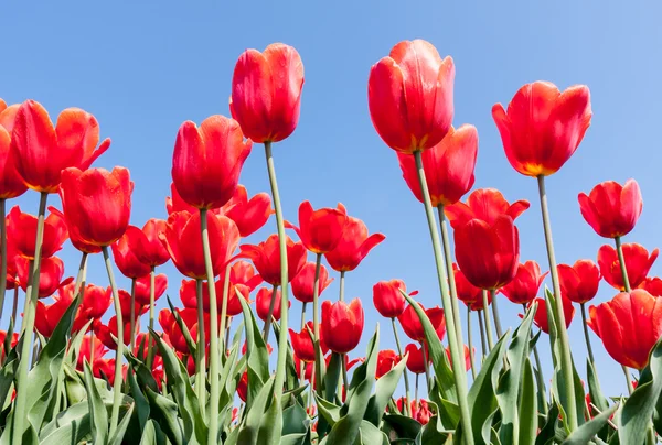 Lindas tulipas vermelhas de frente para um céu azul — Fotografia de Stock