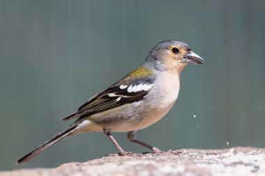Sarı Finch bir fıstık yeme closeup