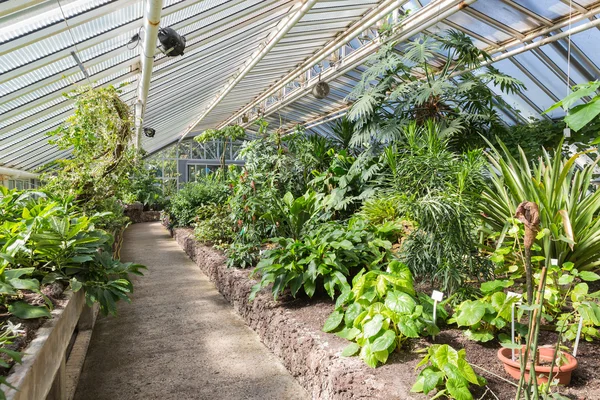 Теплица с тропическими растениями в ботаническом саду Берлина — стоковое фото