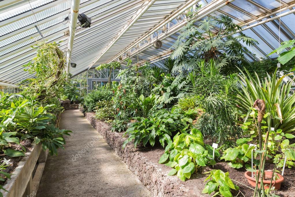 Greenhouse with tropical plants in Berliner botanical garden — Stock Photo © kruwt 68786311