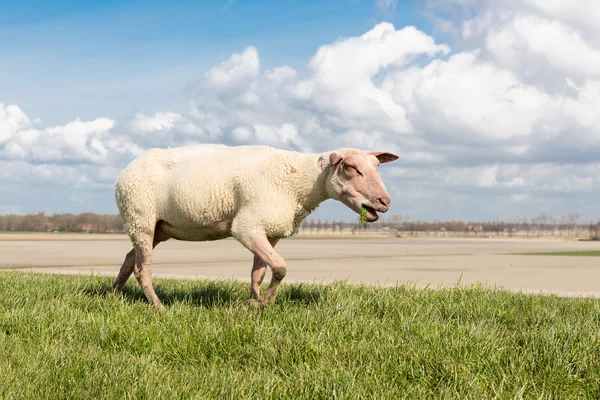 Πρόβατα με κόκκινο κεφάλι βόσκηση στο ολλανδικό ανάχωμα — Φωτογραφία Αρχείου