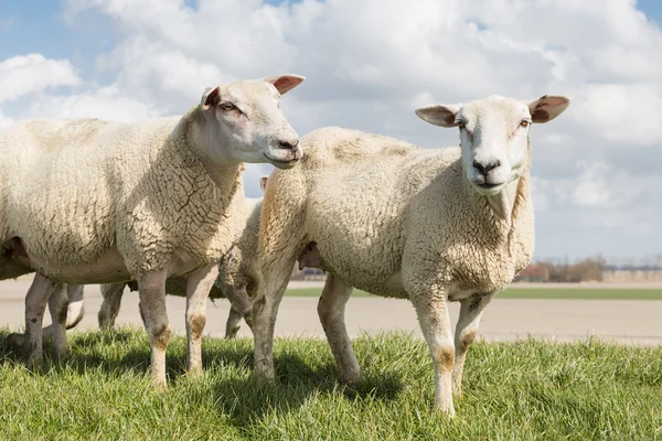 Fåren på solig dag på våren på toppen av en holländsk vall — Stockfoto