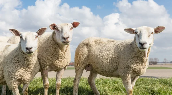 Ovejas en día soleado en primavera en la parte superior de un dique holandés —  Fotos de Stock